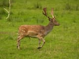 Fallow Deer (Dama dama)