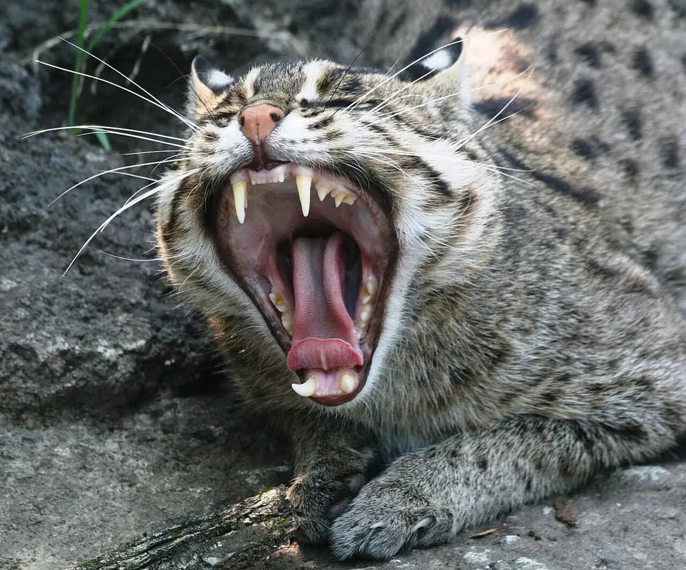Fishing Cat