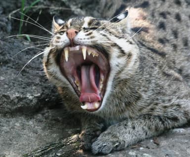 Fishing Cat (Prionailurus viverrinus)