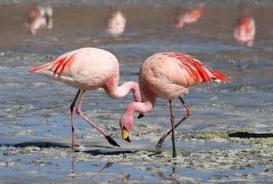 Flamingo (Phoenicopteridae)