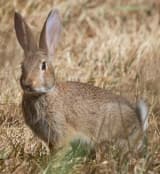 Flemish Giant Rabbit (Oryctolagus cuniculus)