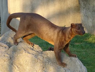 Fossa (Cryptoprocta ferox)