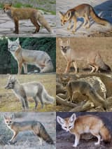 Fox (Vulpes)