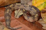 Gaboon Viper (Bitis gabonica)