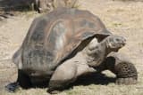 Galapagos Tortoise (Chelonoidis niger)