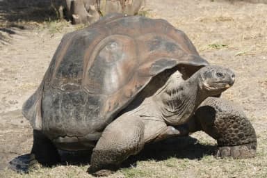 Galapagos Tortoise (Chelonoidis niger)