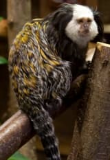 Geoffroy's Marmoset (Callithrix geoffroyi)