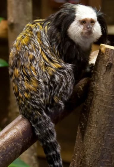 Geoffroy's Marmoset (Callithrix geoffroyi)
