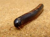 Giant African Millipede (Archispirostreptus gigas)