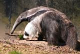 Giant Anteater (Myrmecophaga tridactyla)