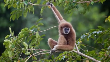 Gibbon (Hylobatidae)