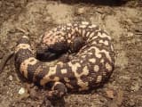 Gila Monster (Heloderma suspectum)