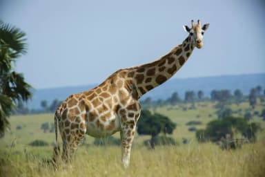 Giraffe (Giraffa camelopardalis)