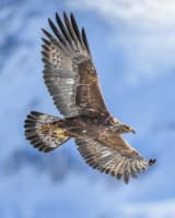 Golden Eagle (Aquila chrysaetos)