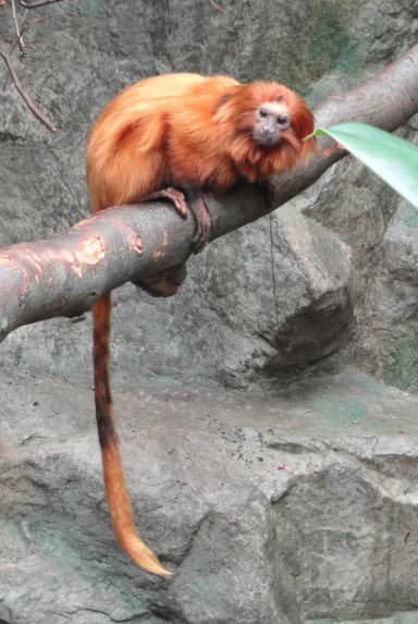 Golden Lion Tamarin (Leontopithecus rosalia)