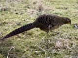 Golden Pheasant (Chrysolophus pictus)