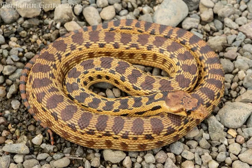 Gopher Snake