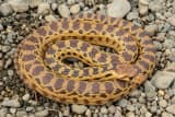 Gopher Snake (Pituophis catenifer)