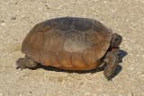 Gopher Tortoise (Gopherus polyphemus)