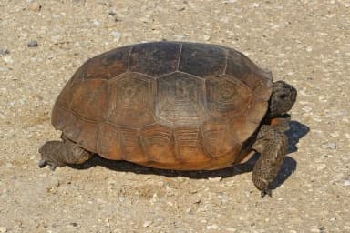 Gopher Tortoise (Gopherus polyphemus)