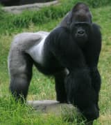 Gorilla (Gorilla gorilla)