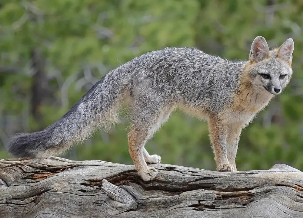 Gray Fox