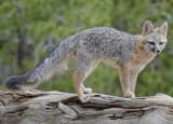 Gray Fox (Urocyon cinereoargenteus)