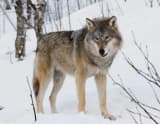 Gray Wolf (Canis lupus)