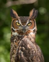 Great Horned Owl (Bubo virginianus)