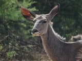 Greater Kudu (Tragelaphus strepsiceros)