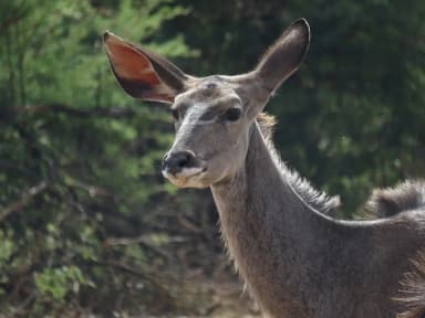 Greater Kudu (Tragelaphus strepsiceros)
