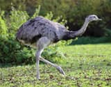 Greater Rhea (Rhea americana)