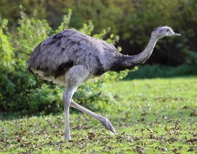 Greater Rhea (Rhea americana)
