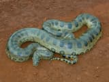 Green Anaconda (Eunectes murinus)