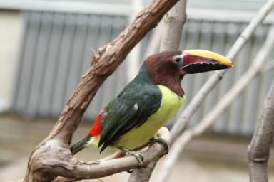 Green Aracari (Pteroglossus viridis)