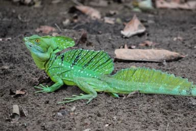 Green Basilisk (Basiliscus plumifrons)