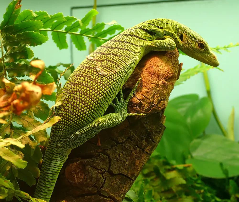 Green Tree Monitor (Varanus prasinus)