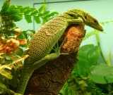 Green Tree Monitor (Varanus prasinus)
