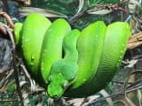 Green Tree Python (Morelia viridis)
