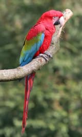 Green-winged Macaw (Ara chloropterus)