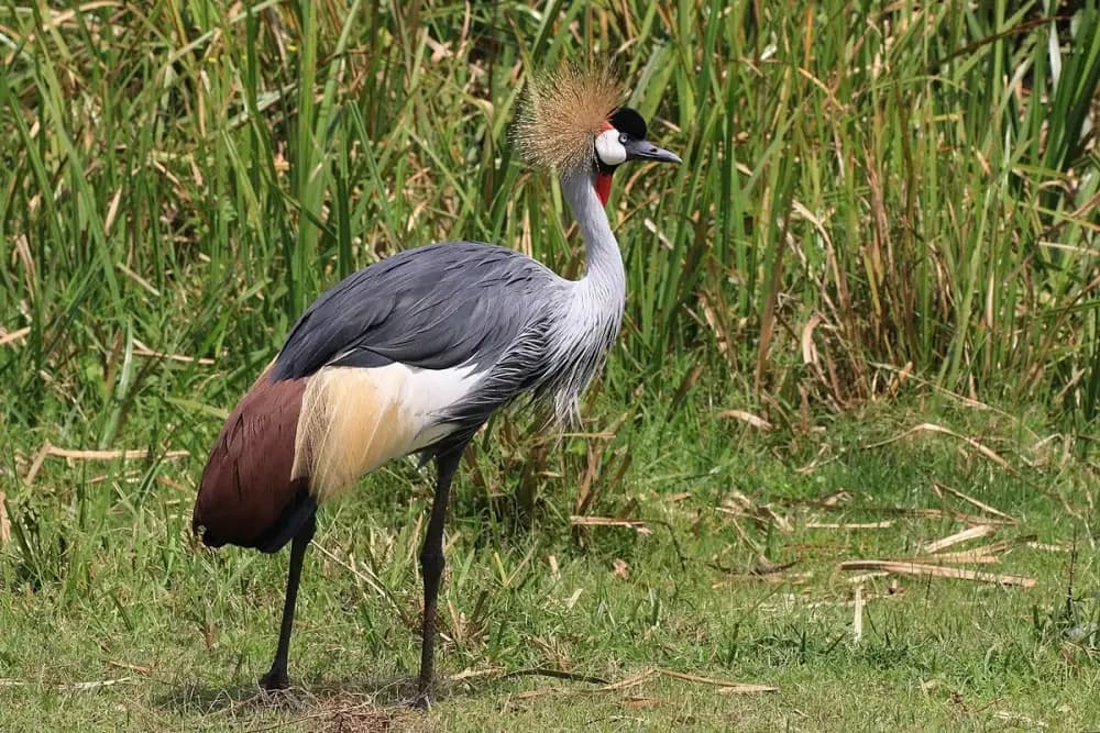 Grey Crowned Crane (Balearica regulorum)