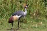 Grey Crowned Crane (Balearica regulorum)