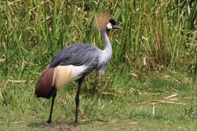 Grey Crowned Crane (Balearica regulorum)