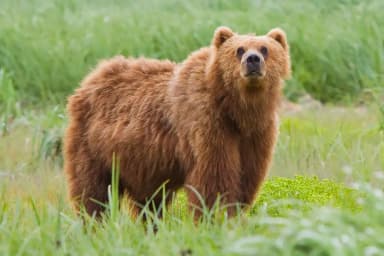 Grizzly bear (Ursus arctos)