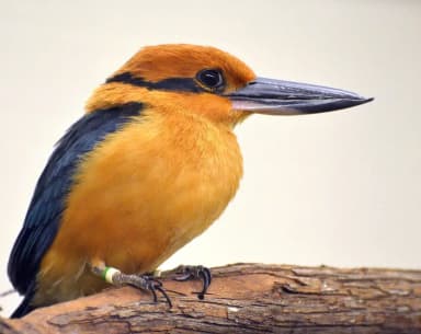 Guam Kingfisher (Todiramphus cinnamominus)