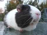 Guinea Pig (Cavia porcellus)