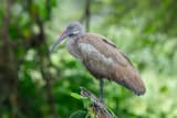 Hadada Ibis (Bostrychia hagedash)