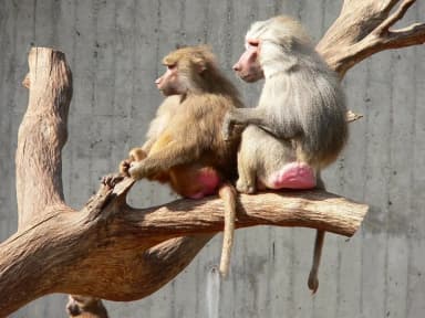 Hamadryas Baboon (Papio hamadryas)