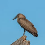 Hamerkop (Scopus umbretta)