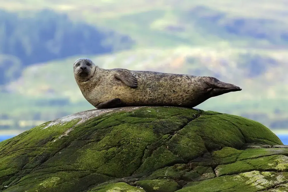 Harbor Seal